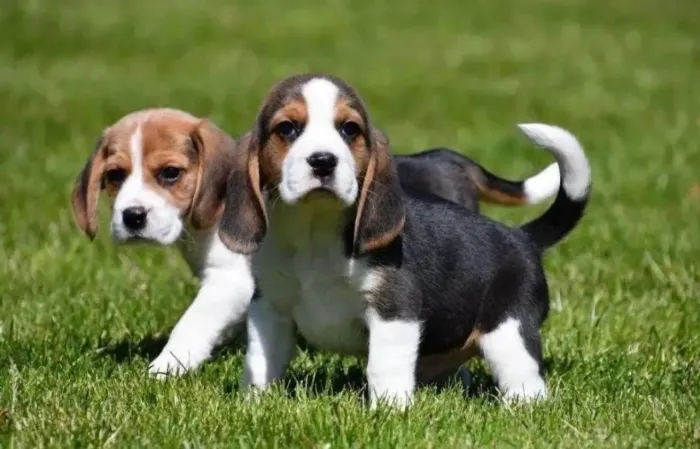 Beagle filhotes tricolor e bicolor !! Chame e tenho o seu hoje 