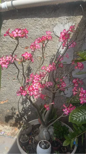 Rosa deserto 1,60 de altura