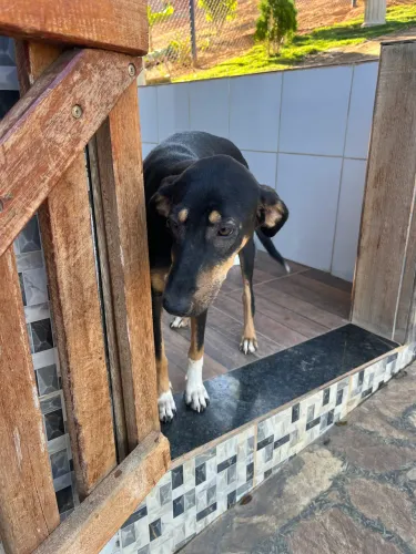 Doação de cachorra porte grande.