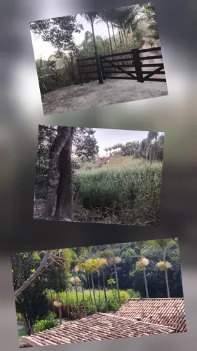 Vendo capineira de capim elefante.