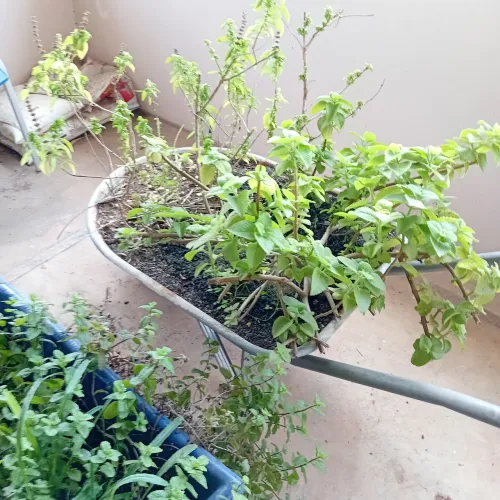 Carriola para jardim