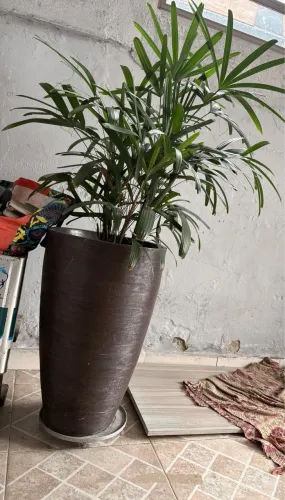 Vaso com planta Ráfia natural