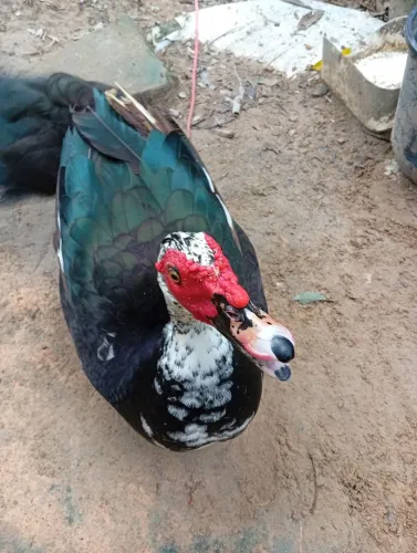 Pato