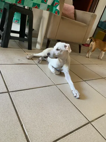 Cachorrinho 5 meses, Macho P/ adoção