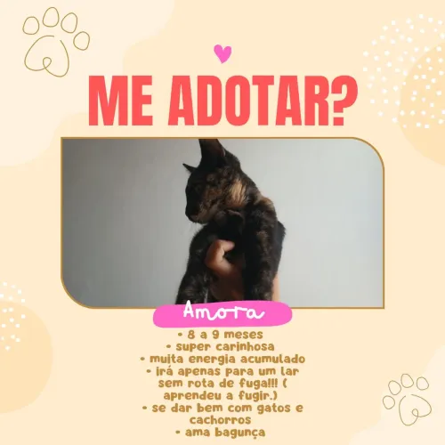 Adoção de Amora! 