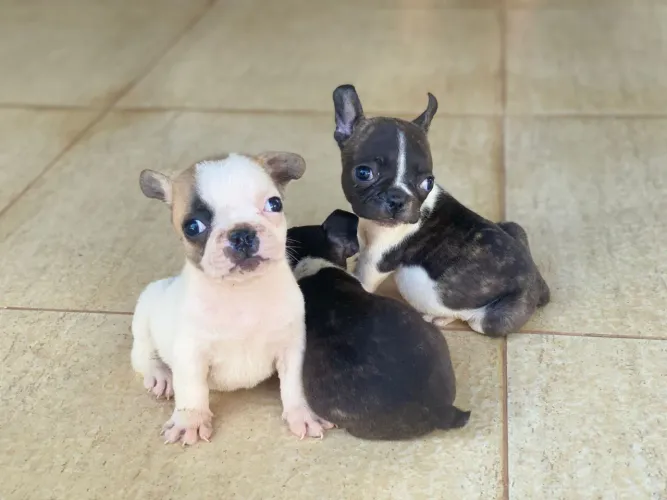 Buldogue francês 
