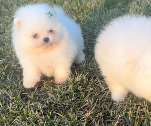 Casal lulu ursinho anão