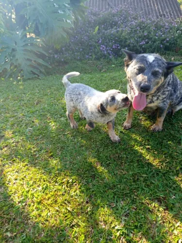 Boiadeiro Australiano - macho