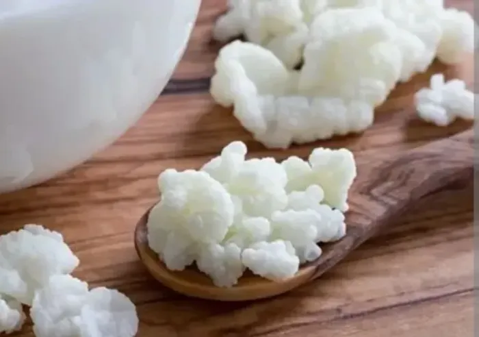Kefir de Leite - muda congelada