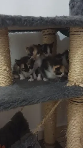Gatos filhotes para doação