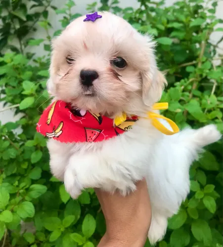 Shih Tzu macho promoção com pedigree
