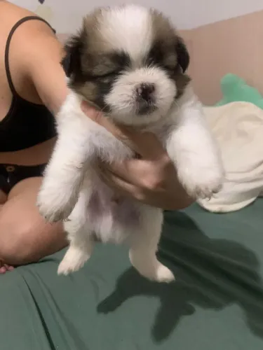 Shitzu