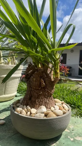 Yucca no vaso com troco Grande