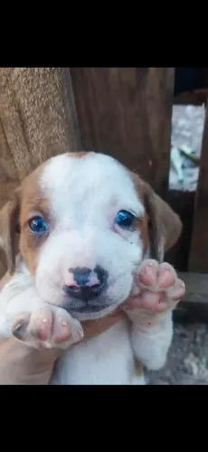 Filhote de Basset dachshund Olho Azul Fêmea chocomerle branca