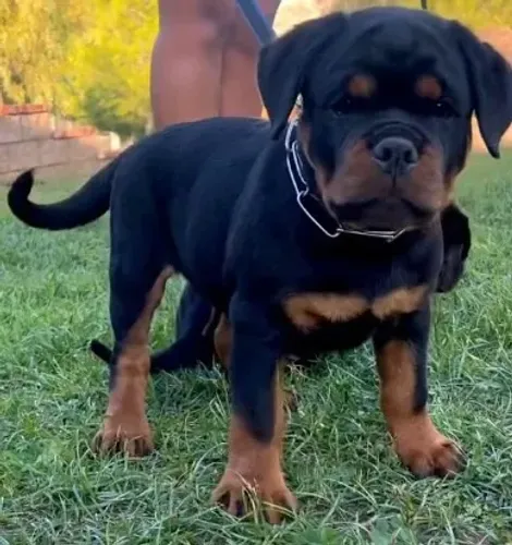 ROTTWEILER DISPONÍVEIS - FILHOTES