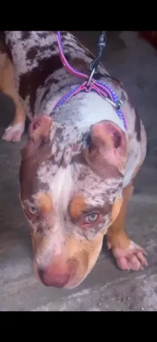 Vendo pitmonster fêmea merle 