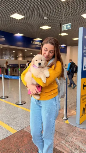 Golden Retriever último filhote com pedigree