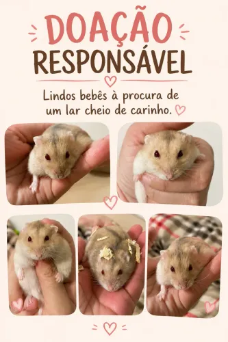 Doa-se hamster