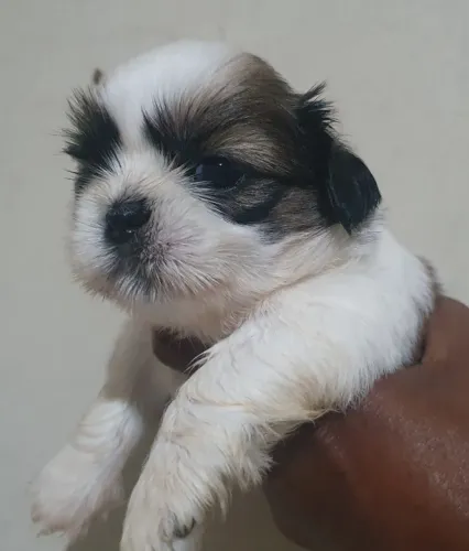 machinhos disponíveis de shih tzu