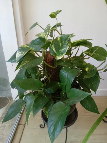 Plantas a venda
