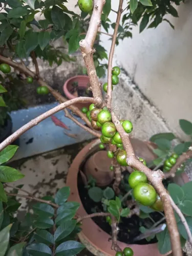 Jabuticabeira