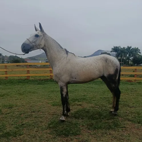 Cavalo marchador manso de confiança 