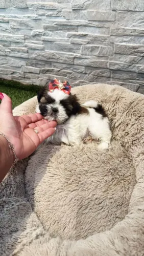 Shih Tzu Mini