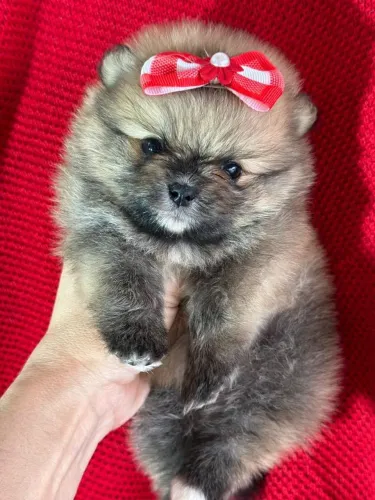 Spitz Alemão Anã Fêmea Laranja - Uma Princesinha.