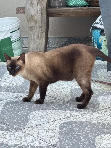 Gato
