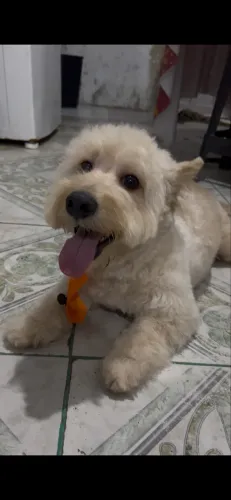 Cachorro