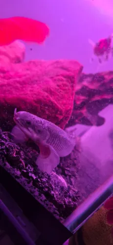 Polypterus 15/16cm