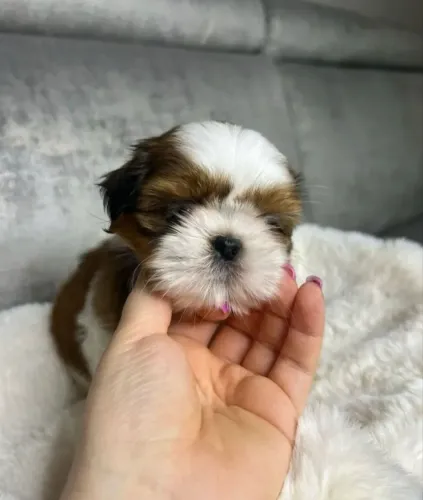 Shih Tzu Filhote Lindo