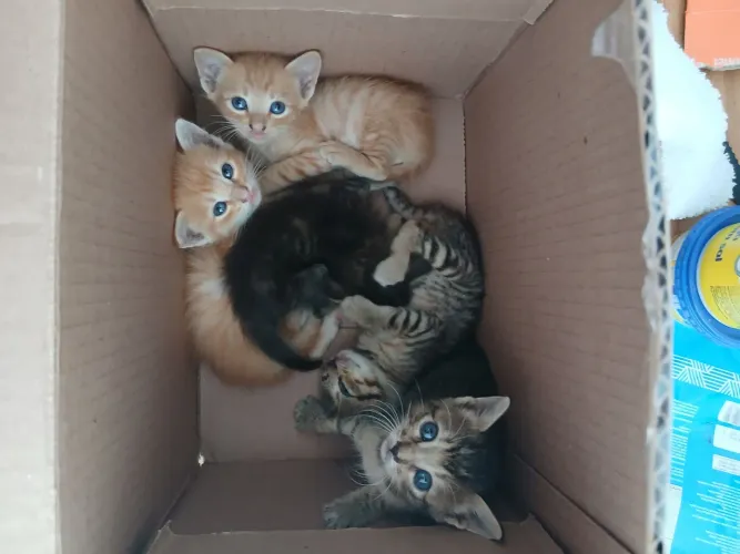 Filhotes de gato para adoção responsável - Serra/ES