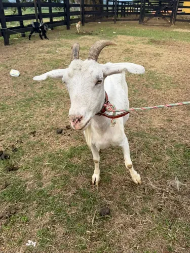 Cabra leiteira