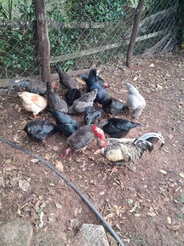 Vendo galinhas 