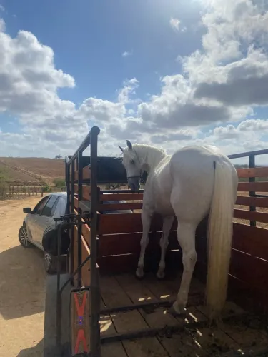 Cavalo quarto de milha