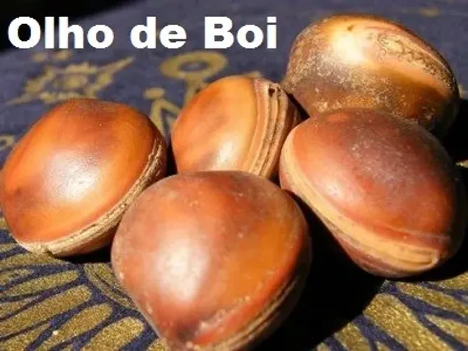 olho de boi mucunã sementes novas