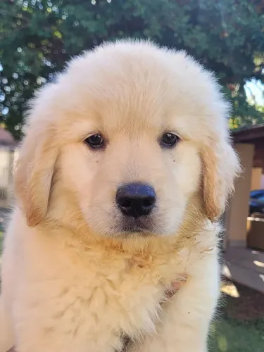 Golden Retriever Lindos Filhotes Pedigree CBKC