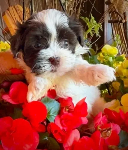 Lindinha lhasa apso fêmea chocolate olhos claros para você 