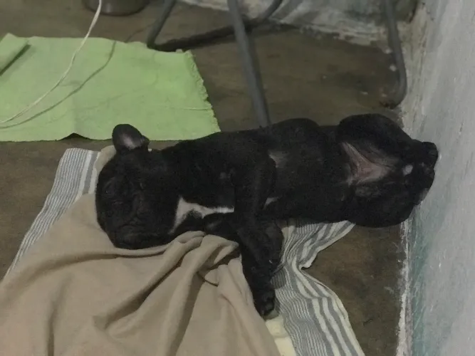 Buldog macho