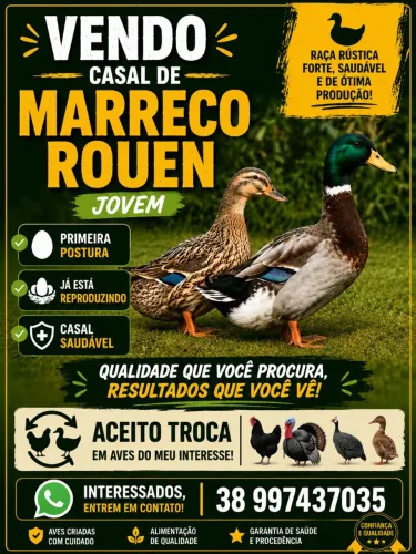 Casal de marreco rouen 
