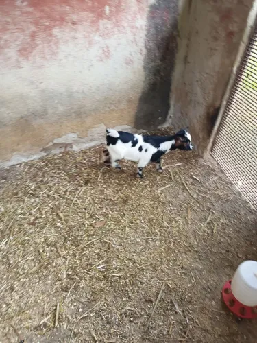 Mini cabras valor 1.490 cada um