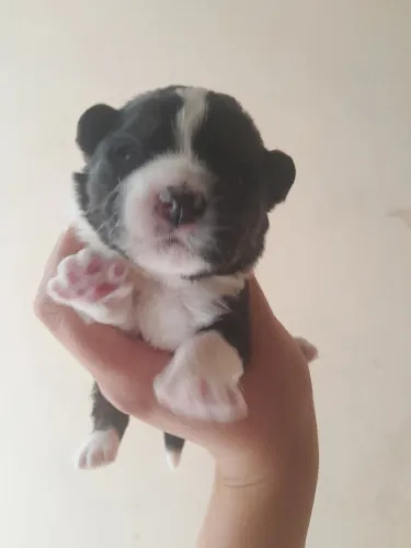 Doação de cachorros pai shitzu 