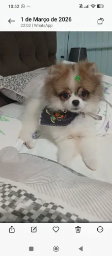 Procuro lulu da paumerania pra cruzar com o meu