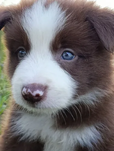Lindos Border Collie 