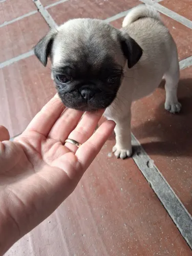 Pug