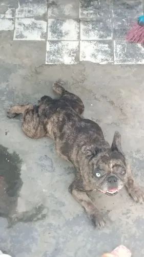vendo uma buldogue francês fêmea 