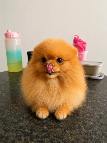 Spitz alemão (Lulu a pomerania) para cobertura