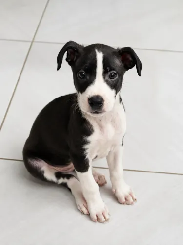Filhotinha para adoção