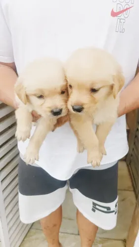 Golden Retriever de Alto Padrão